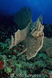 Corals - Subergorgia hicksoni by Vito Lorusso 